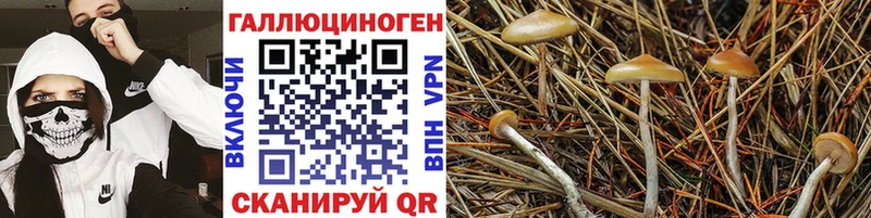 Псилоцибиновые грибы Psilocybine cubensis  купить наркотик  Суздаль 